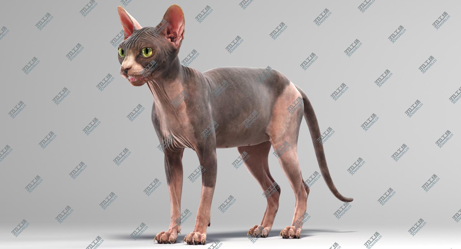 images/goods_img/2021040165/Sphynx Cat 3D/1.jpg
